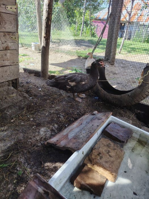Vând rațe leșești