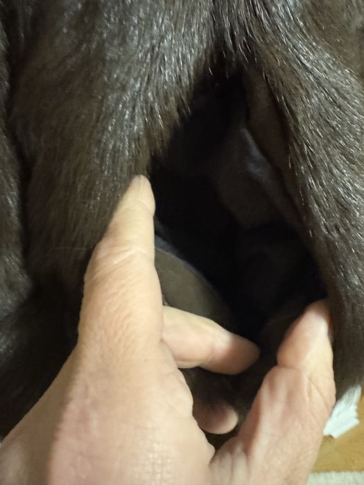 Haina blana naturala Ied