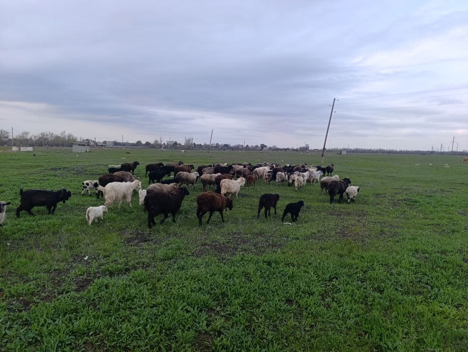 Қой сатылады 5 қой, 5 қозы