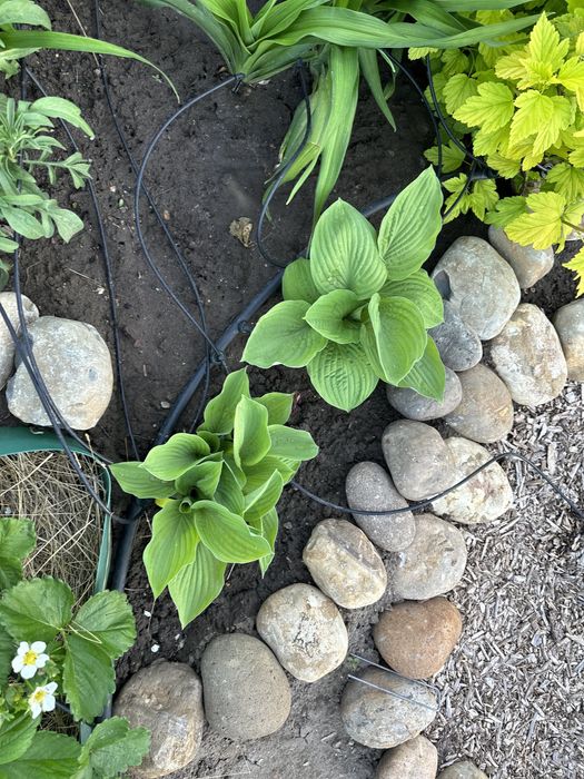 Сортовые хосты, медуница