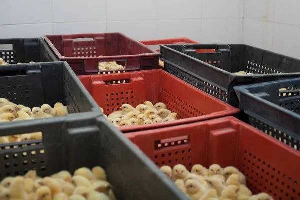 Инкубатор хизмати