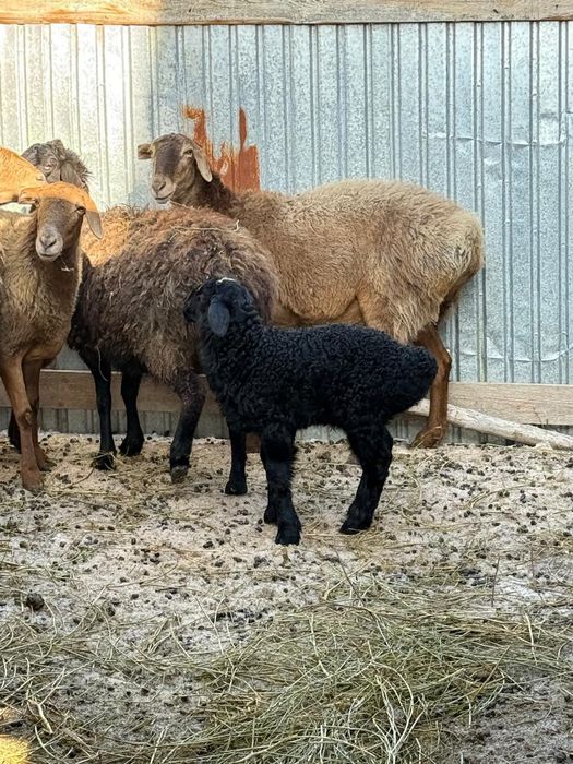 Қой қозысы мен..