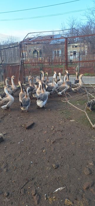 Gâscani de vânzare