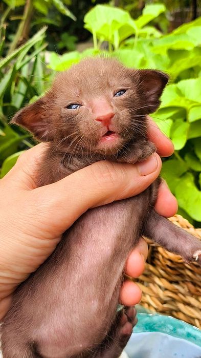 Чистокровные ОРИКИ!