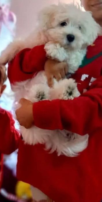 Vând bischon 3 luni