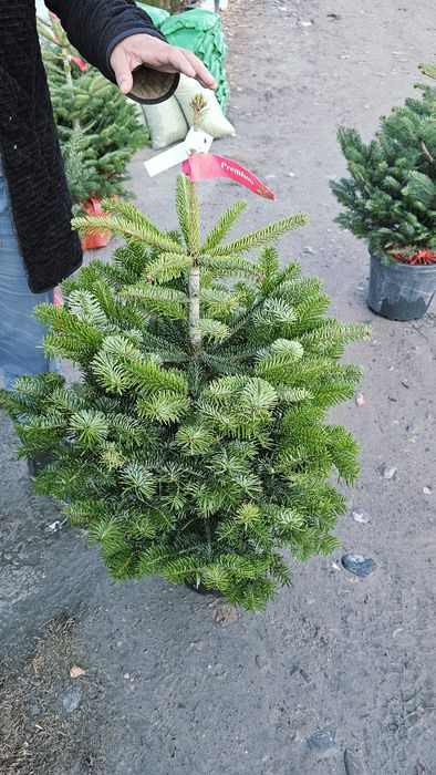 Пихта, Живы ёлка