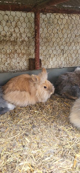 Iepuri cap se leu pitic