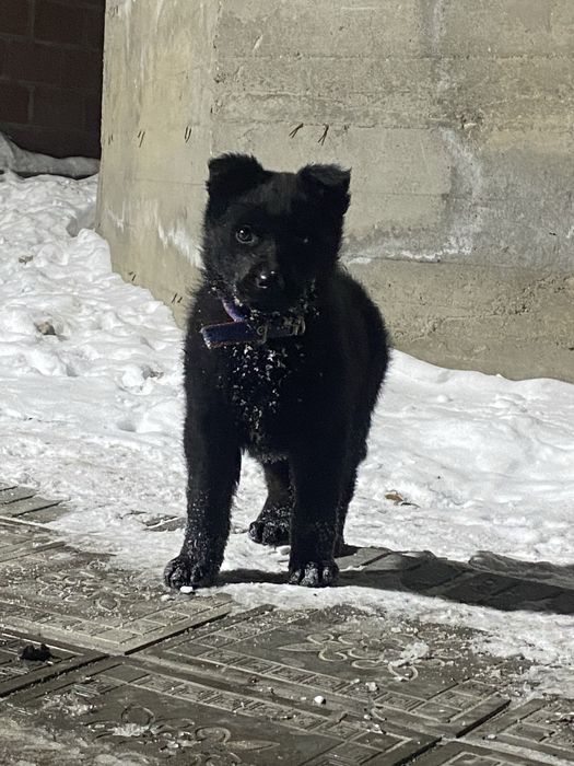 Восточный европейски овчарка