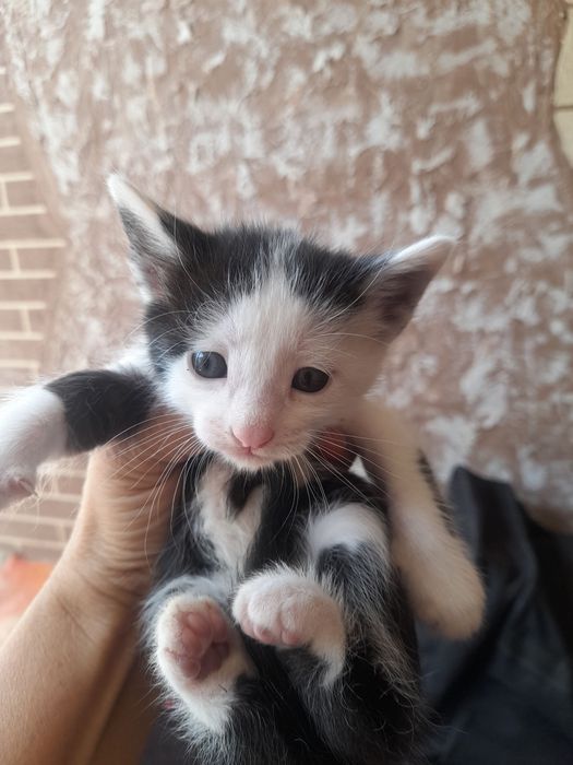 Котята отдам даром