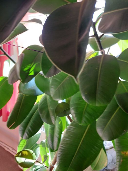 Planta decorativa Ficus