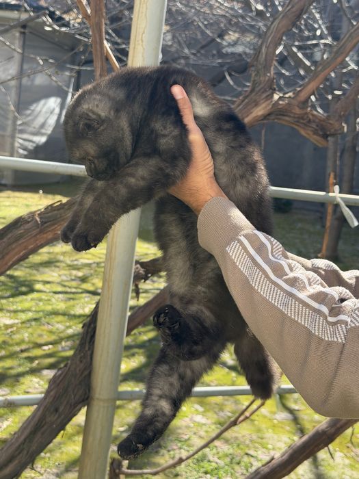 отдам даром в хорошие руки