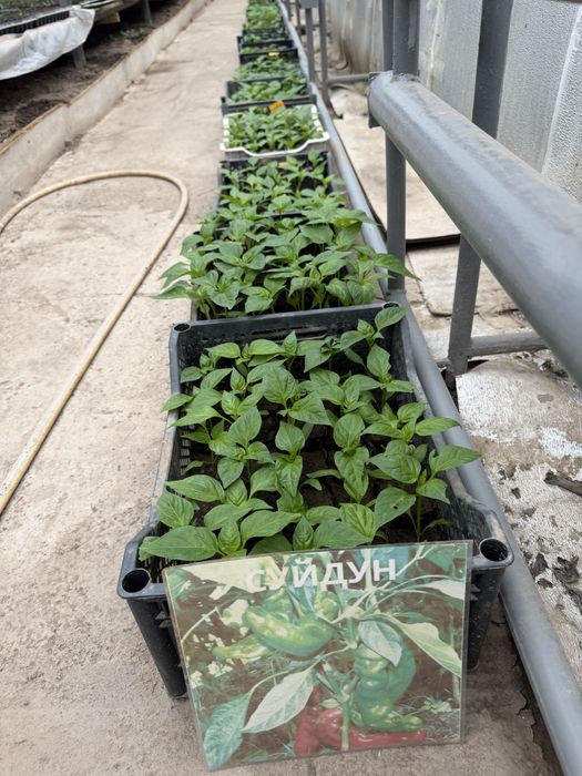 Рассада для огорода