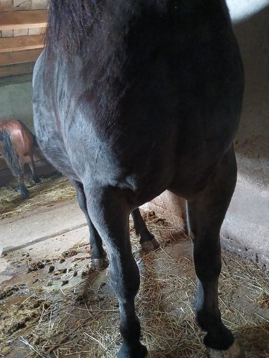 Vând manza de 2 /3 ani