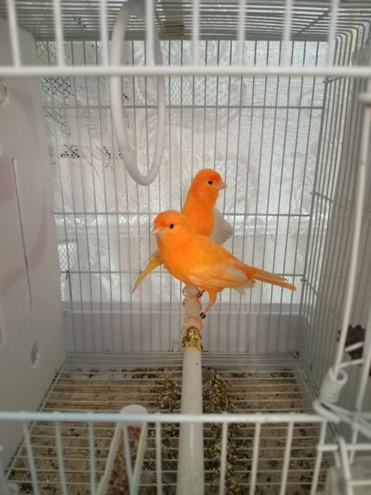 Красные канарейки.