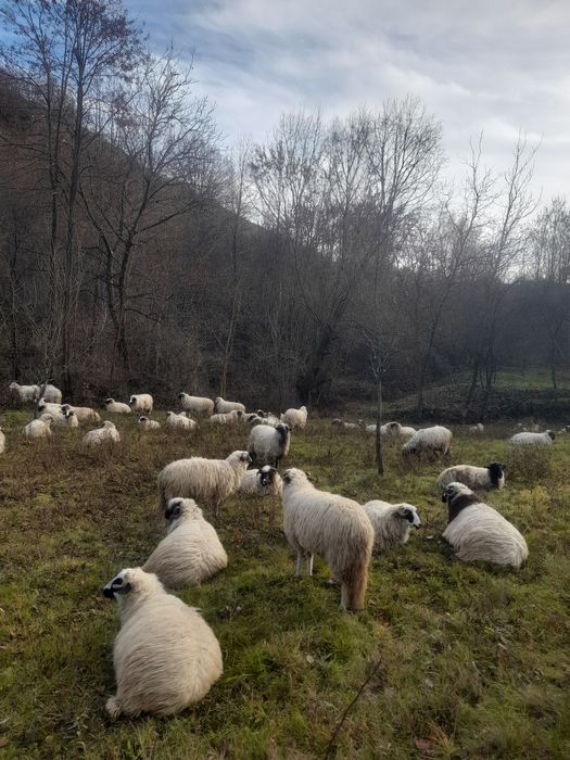 Vnd oii bune de lapte si tinere