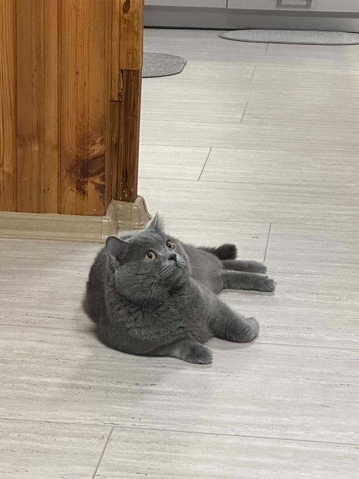 Британски котенца