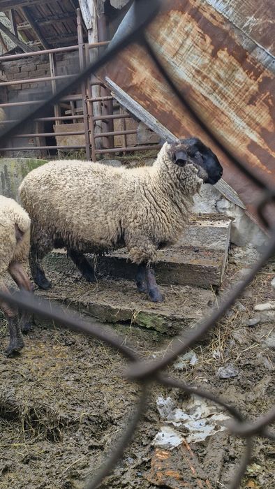 Berbec suffolk 10 luni