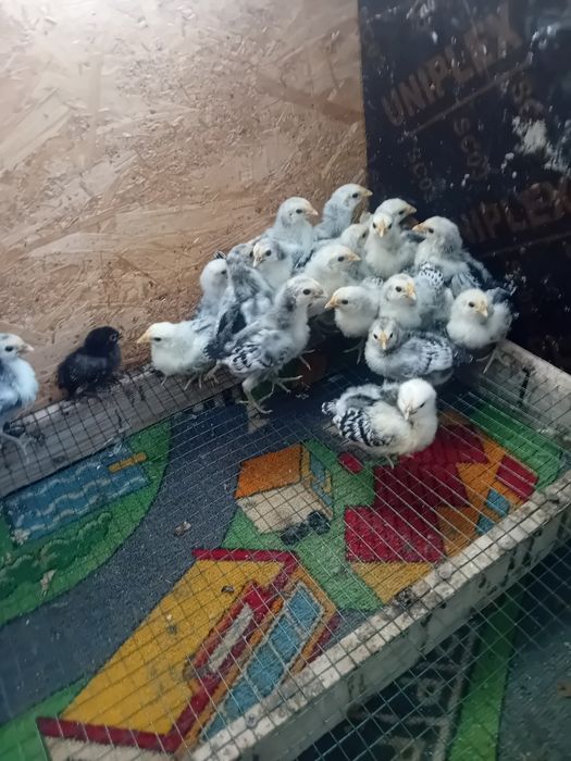 Pui de gaina Hamburg