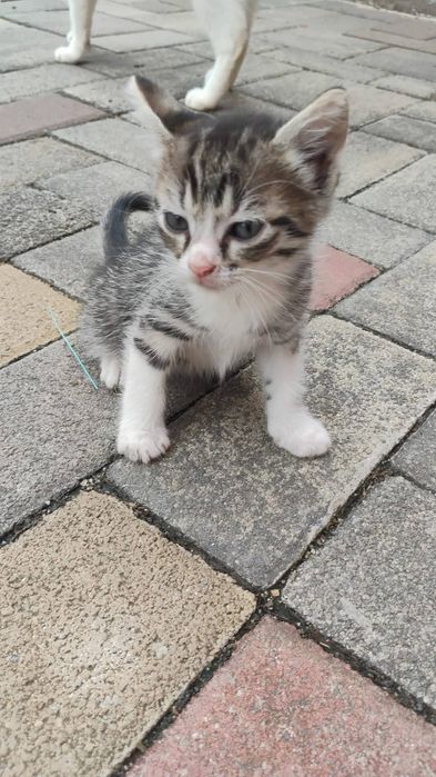 Donez 3 pisicuțe in varsta de 6 săptămâni
