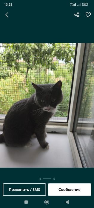 Москитные сетки Антикошка!