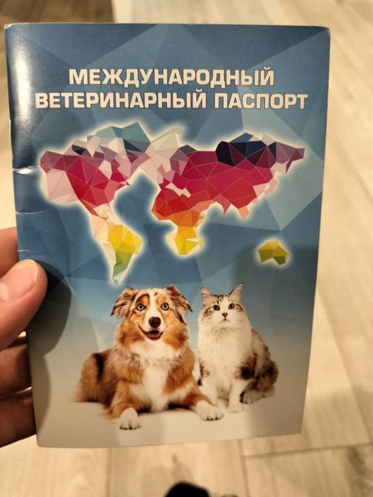 Отдаем кот на хорошие руки