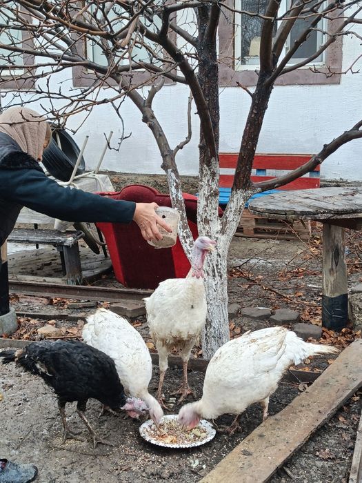 Индюк ірісі 20мың, кішісі 15 мың.