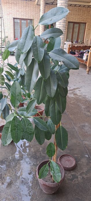 Фикус.цветы новые