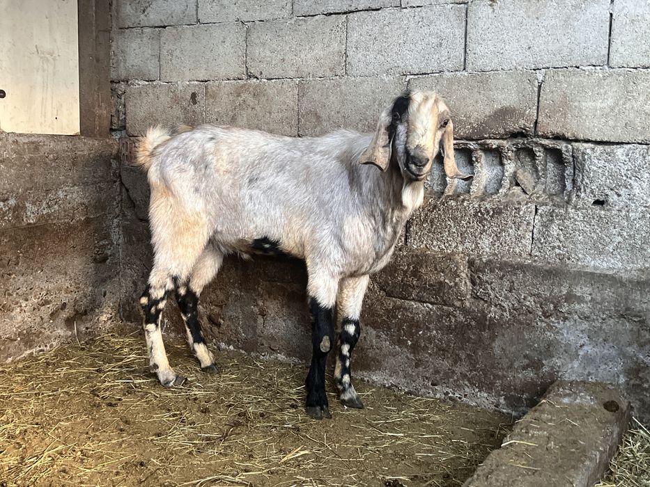 Tap anglonubian varsta 2 ani