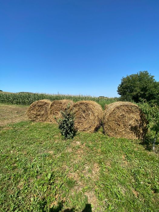 Baloti de Lucerna dimensiune 150×120