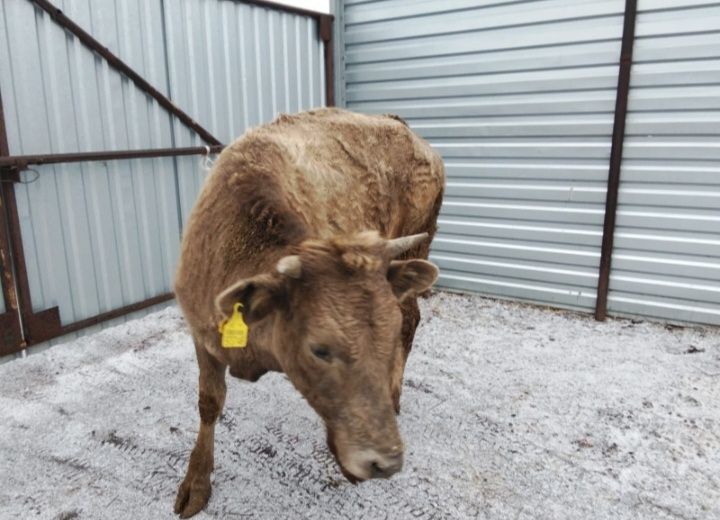 Продам телку полторашку