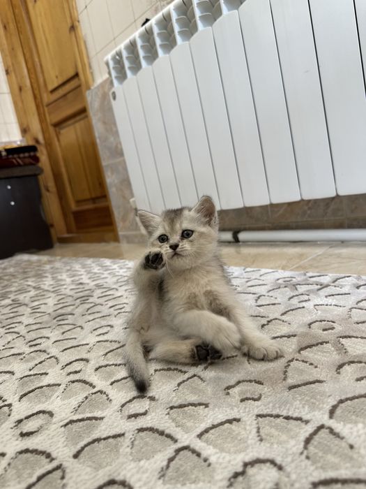 Mushuk scotish strayt 4ta bor bolasi