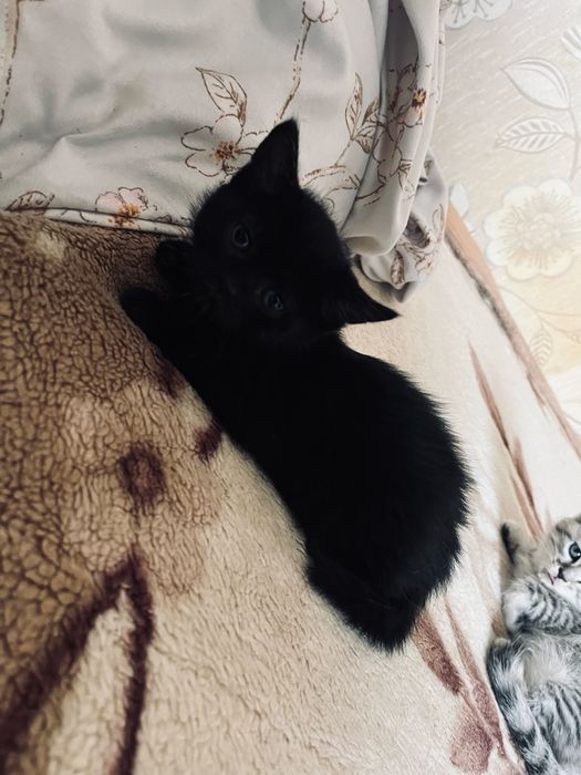 Отдам котят в дрбрые руки