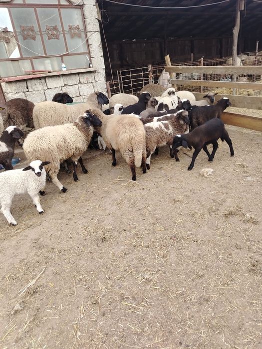 Miei de vanzare pentru paste