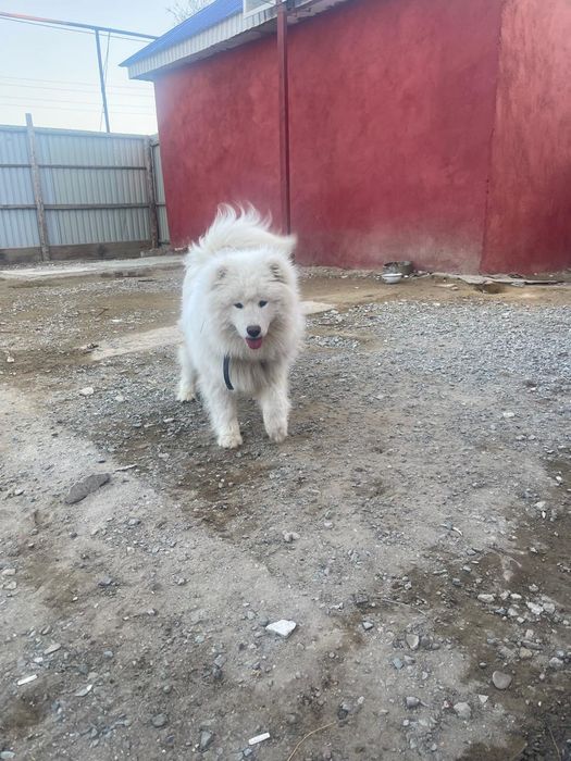 Самоедская Собака