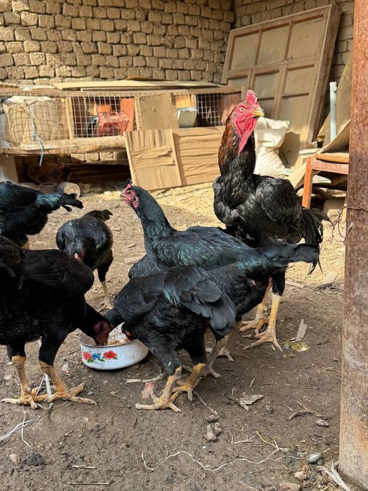 Dakan tovuq tuhumlari