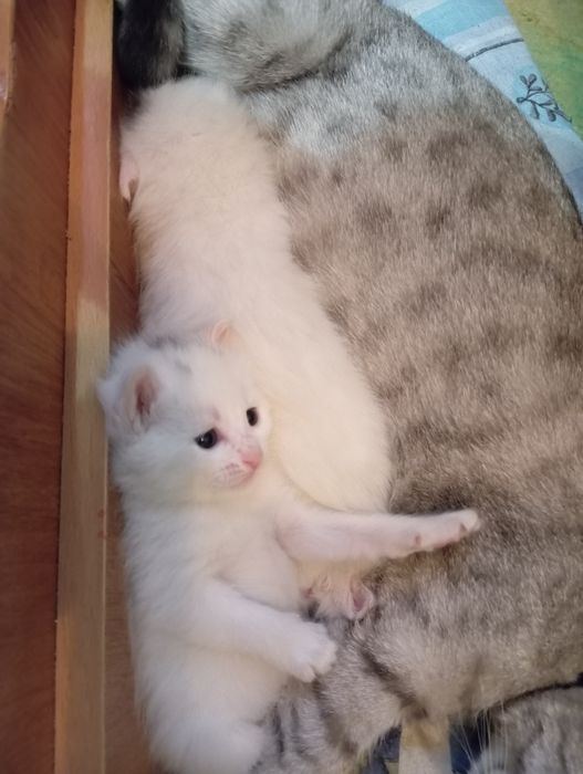 Котята отдам в хорошие руки