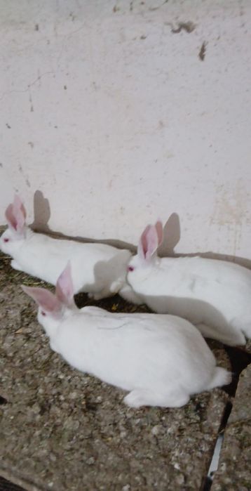 Продавам зайци цика