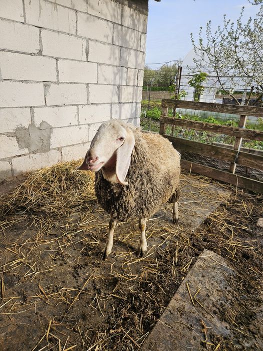 Mieluță  Bergamasca