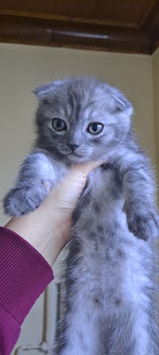 Skottish fold 2 oylik