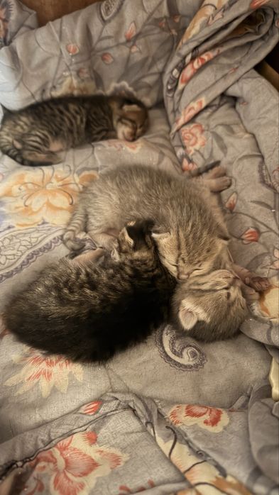 Котята в хорошие руки