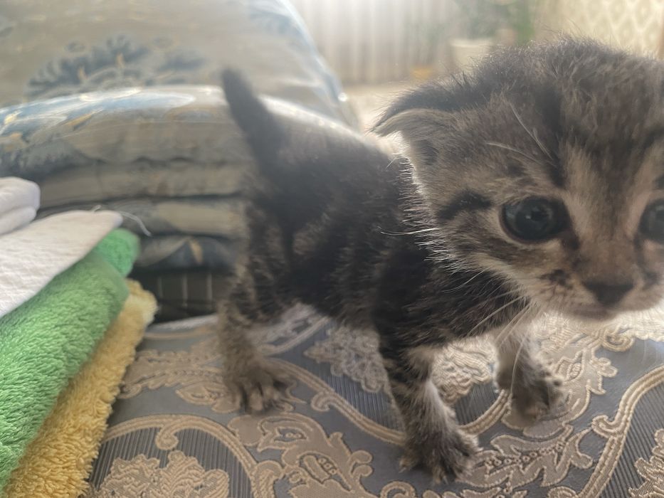 Продам котят вислоухий метисов
