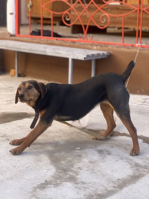 Гончий охотничи собака