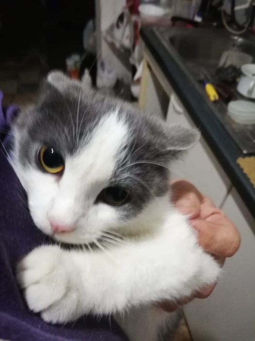 Отдам котенка в хорошие руки