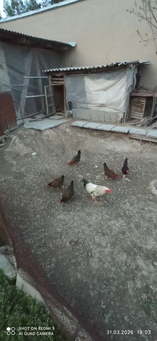 жужа хурозча сотилади