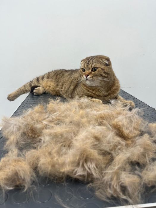 Груминг для собак и кошек