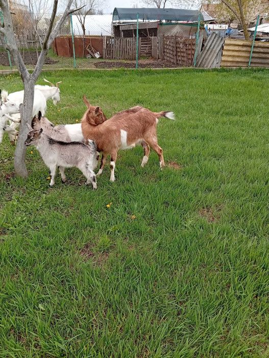 Vând căpriță,prima fătare