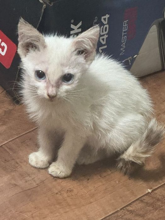 Отдам котята девочки