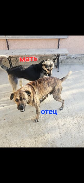 Күшіктер бар тегін. Шенки бесплатно