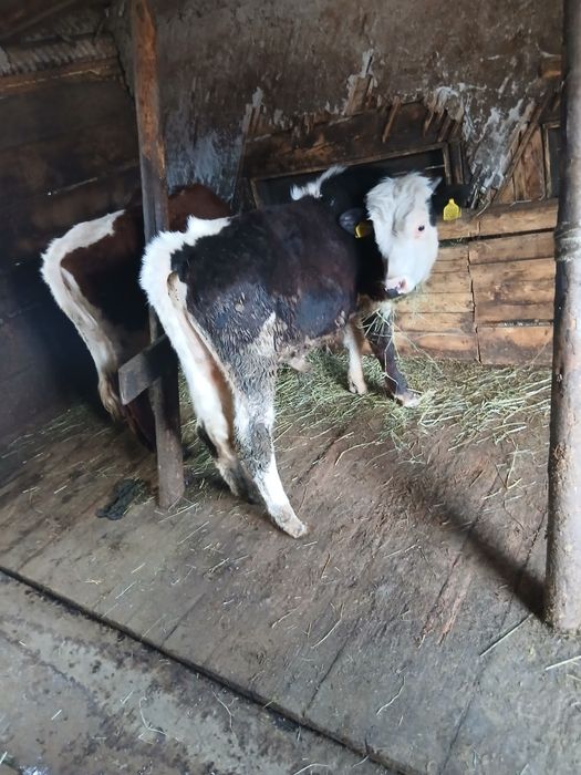 Vand 4 juninci si un taureac