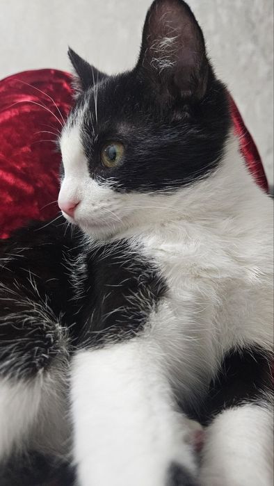 Отдам в добрые руки бесплатно